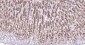 PI3-kinase p110 subunit beta Recombinant Rabbit mAb